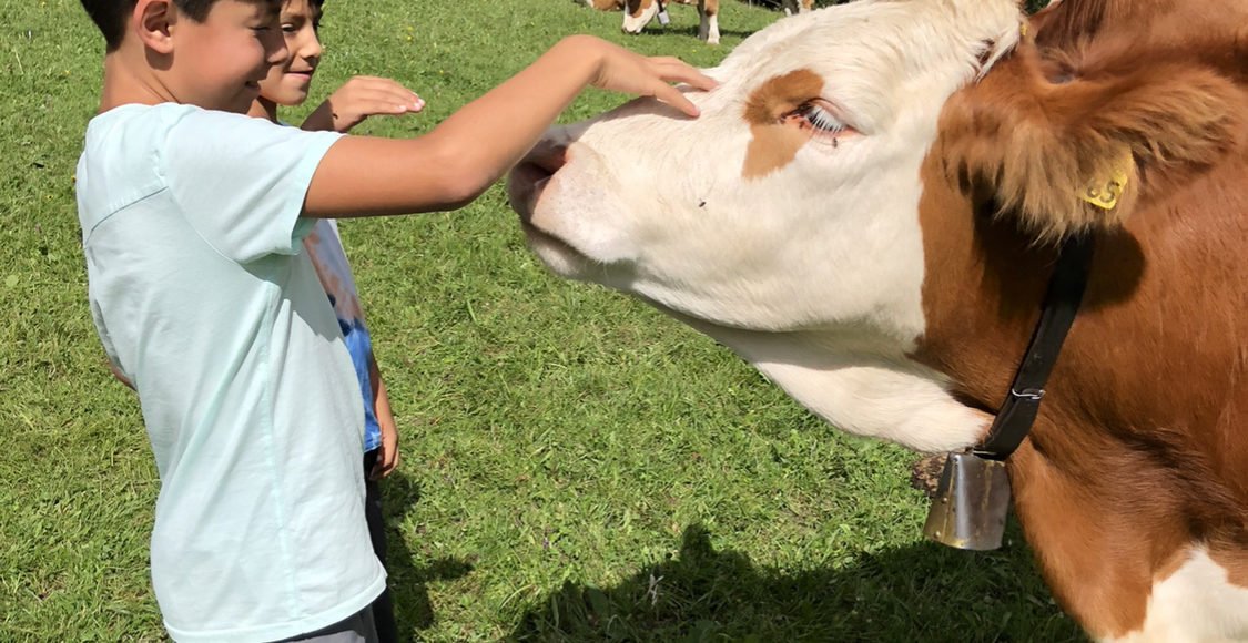 Bambini accarezzano le mucche al pascolo