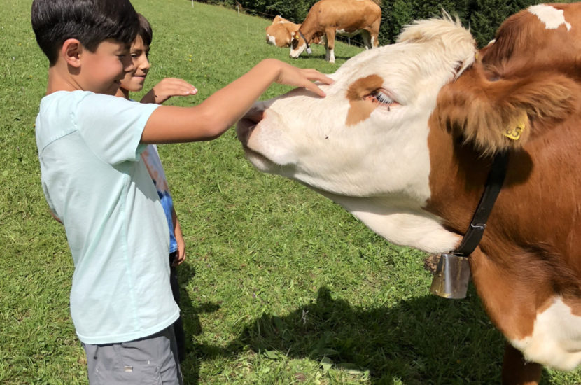 Bambini accarezzano le mucche al pascolo