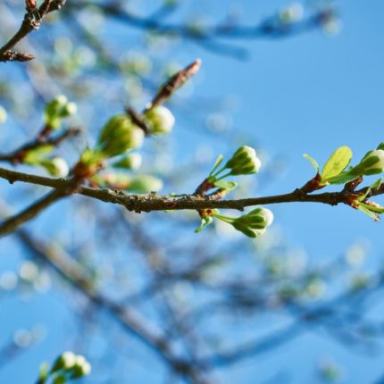 Albero in fiore