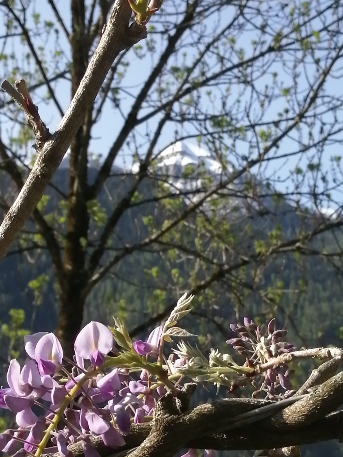 Primavera in Trentino Hotel Isolabella