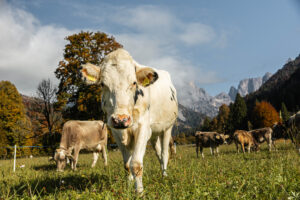 Autunno - Desmontegada Primiero